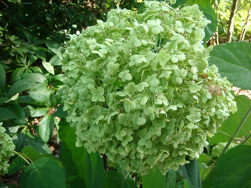 222 Longwood Gardens [2008 August 23].JPG - Longwood Gardens in Pennsylvania